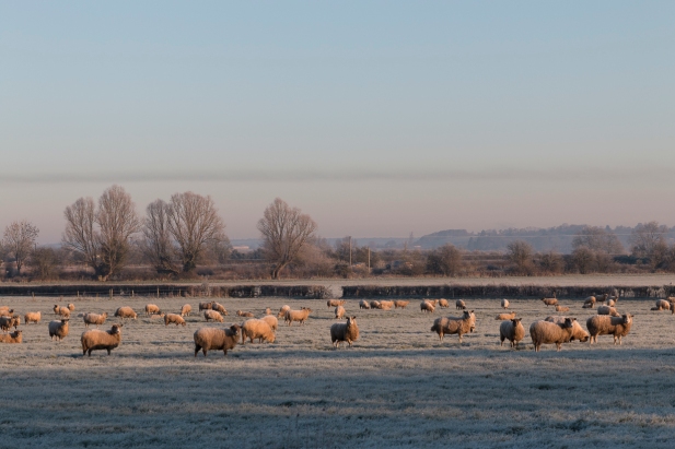 More frosty sheep...
