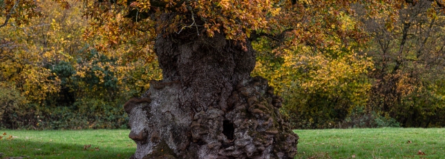 Ancient Oak on the site of the Medieval Village of Marston